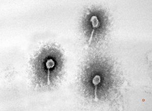 staphylococcal bacteriophage staphylococcal bacteriophage